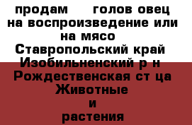 продам 100 голов овец на воспроизведение или на мясо - Ставропольский край, Изобильненский р-н, Рождественская ст-ца Животные и растения » Другие животные   